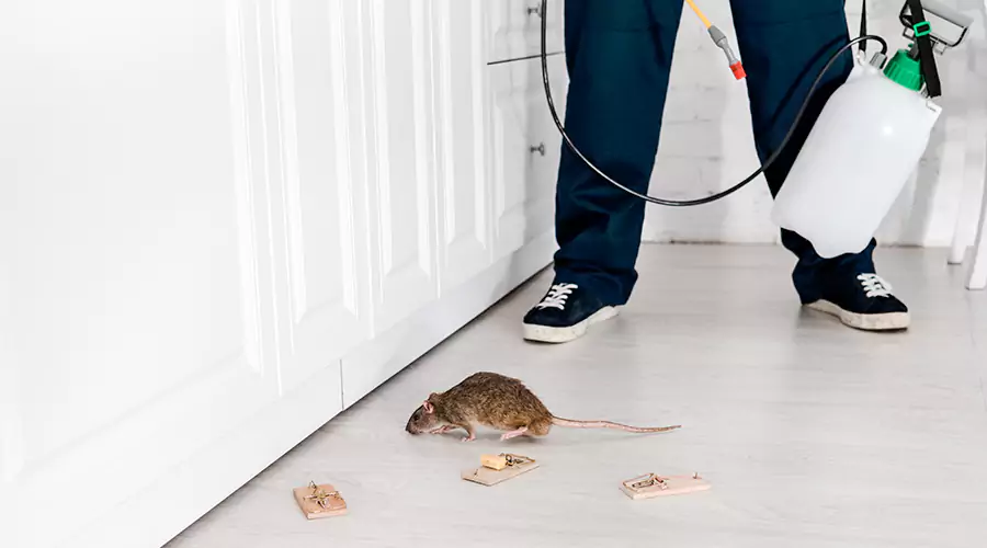 What Attracts Pests to Your Home? Common Causes Homeowners Miss