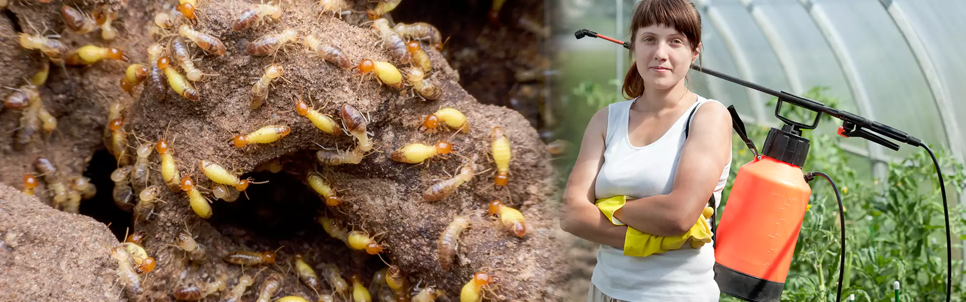Termite Spraying