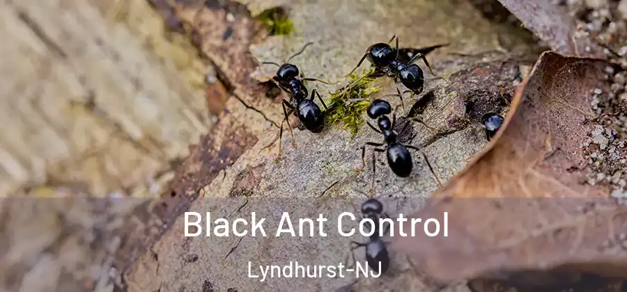 Black Ant Control Lyndhurst-NJ