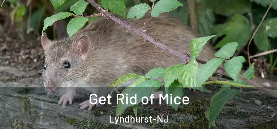 Get Rid of Mice Lyndhurst-NJ