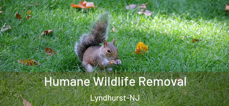  Humane Wildlife Removal Lyndhurst-NJ