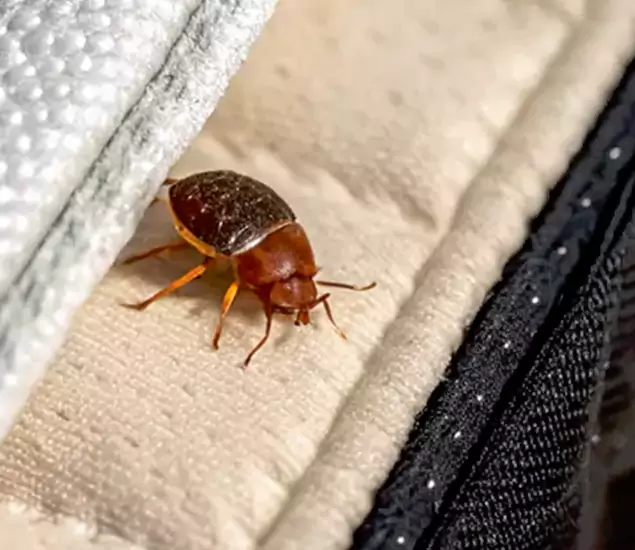 Trusted Bed Bug Prevention Specialists in Lyndhurst, NJ