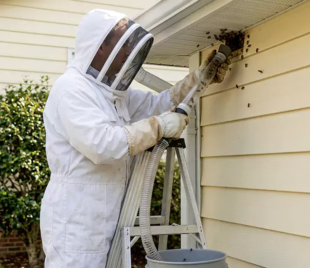 Your Affordable Bee Removal Company in Lyndhurst, NJ