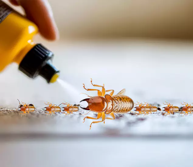Reliable Bora Care Termite Experts in Lyndhurst, NJ