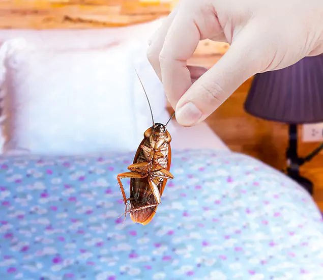 Expert Roach Control Services: Your Cockroach Pest Control in Lyndhurst, NJ