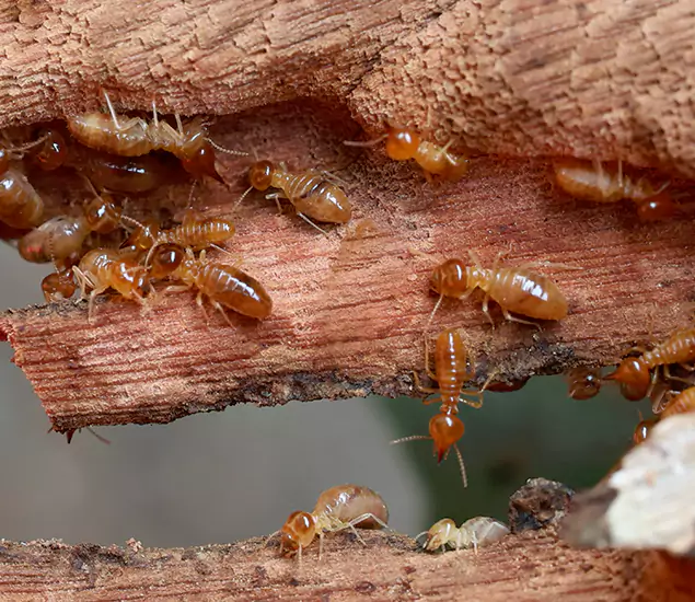 About Our Drywood Termite Treatment Experts in Lyndhurst, NJ