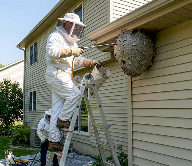 Expert Wasp Nest Removal: Your Local Wasp Nest Removal Company in Lyndhurst, NJ