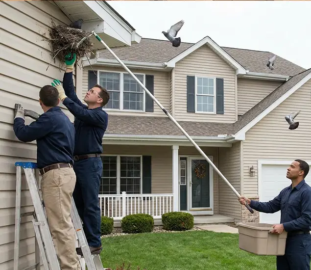 Your Trusted Pigeon Removal Company in Lyndhurst, NJ