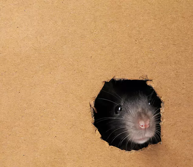 Rats in Attic Removal Experts in Lyndhurst, NJ