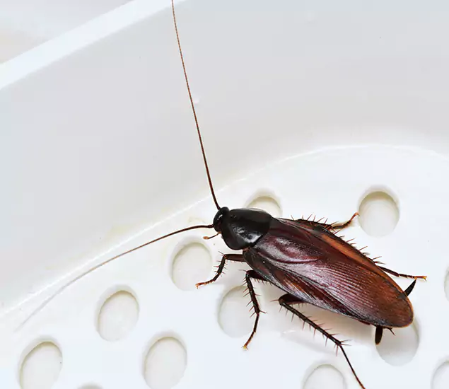 Trusted Cockroach Exterminator: Your Roach Control Services in Lyndhurst, NJ