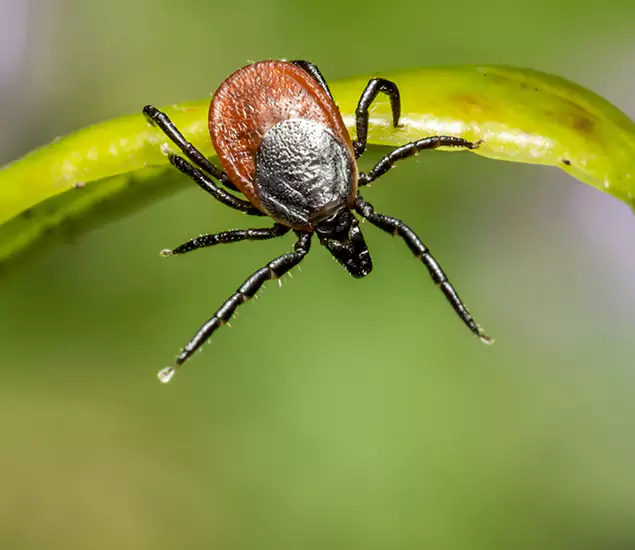 Your Trusted Tick Pest Control in Lyndhurst, NJ