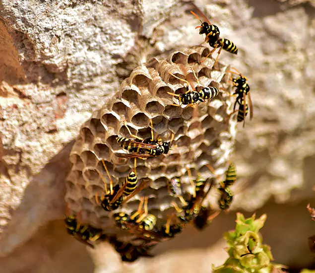 Your Best Wasp Removal Company in Lyndhurst, NJ