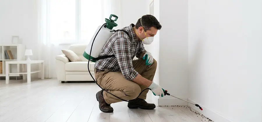 Seasonal Ant Infestation Control in Lyndhurst
