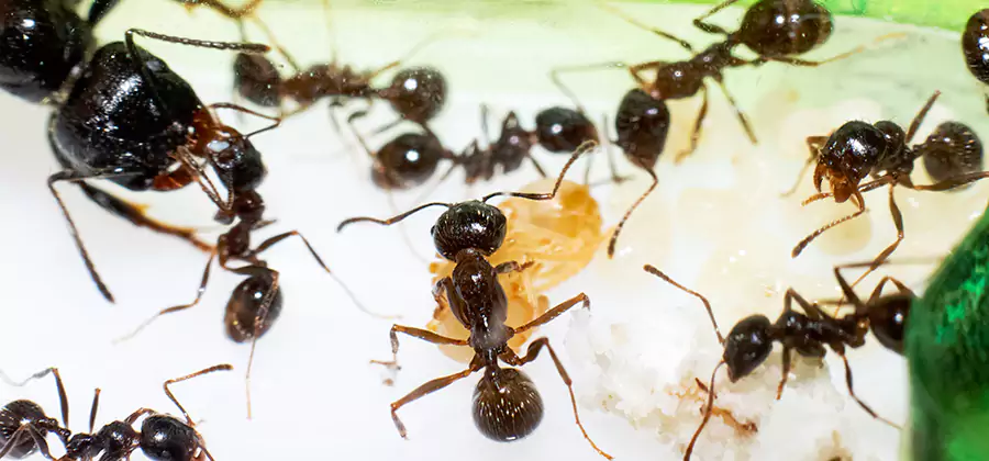 Argentine Ant Barrier Treatment in Lyndhurst