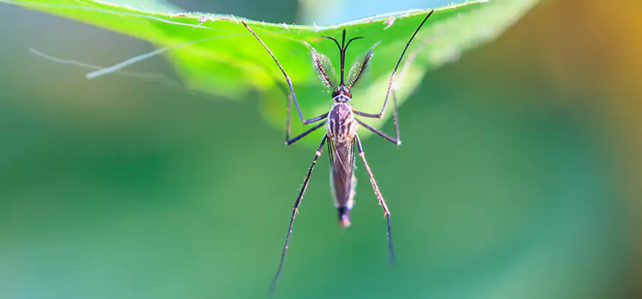 Natural Mosquito Spray for Yard in Lyndhurst
