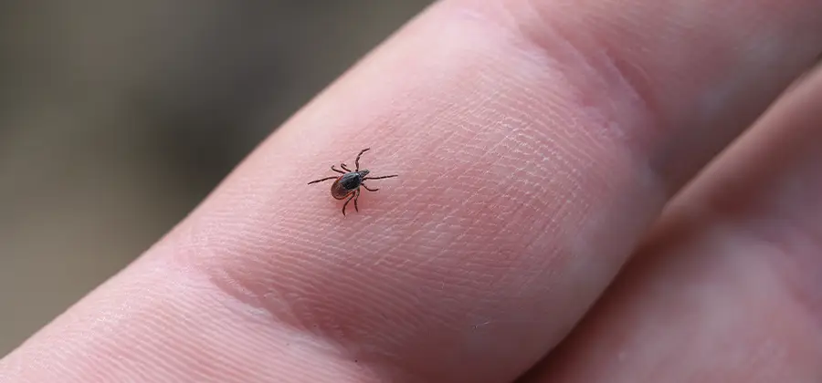 Infection Prevention for Bed Bug Bites in Lyndhurst