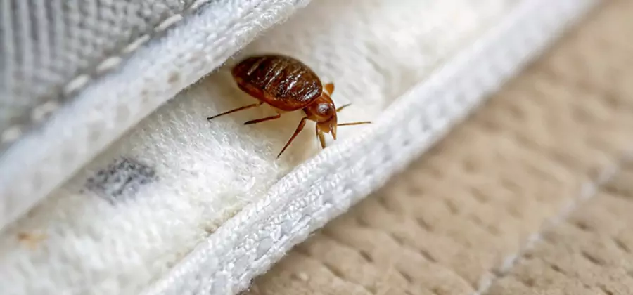 Tenting Bed Bug Fumigation in Lyndhurst