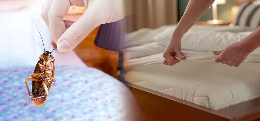 Bed Bug Home Extermination Service in Lyndhurst
