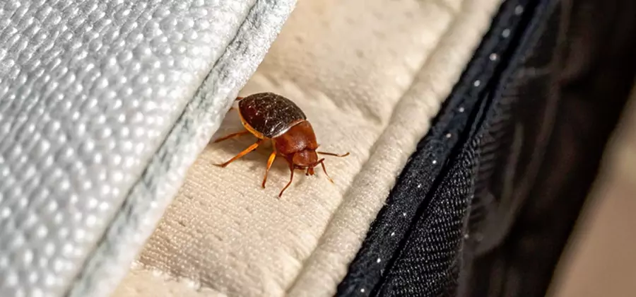 Commercial Bed Bug Control in Lyndhurst