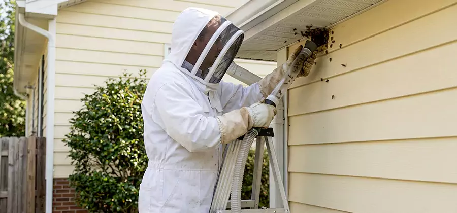 Ground Bee Removal in Lyndhurst