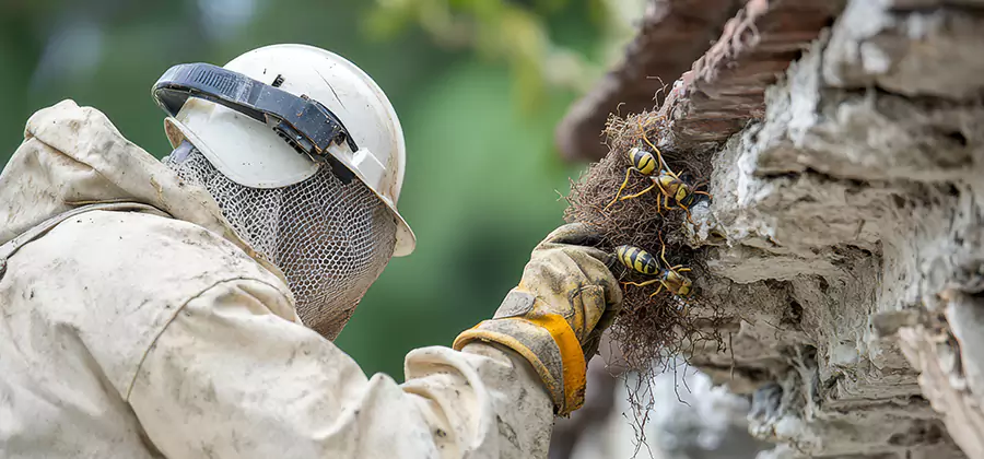 Bee and Wasp Hornet Removal in Lyndhurst