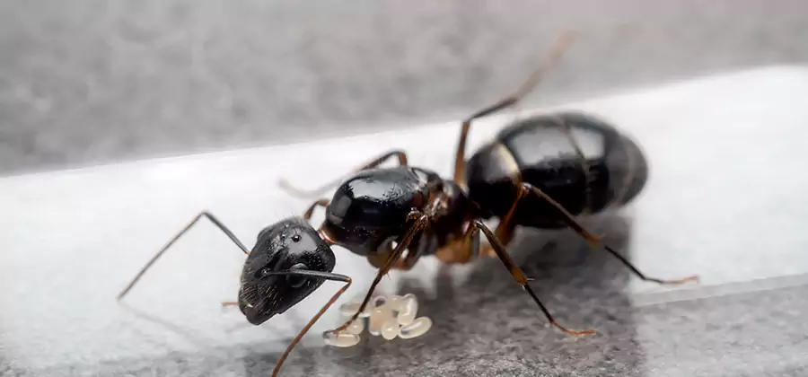 Black Ants in Kitchen Elimination in Lyndhurst