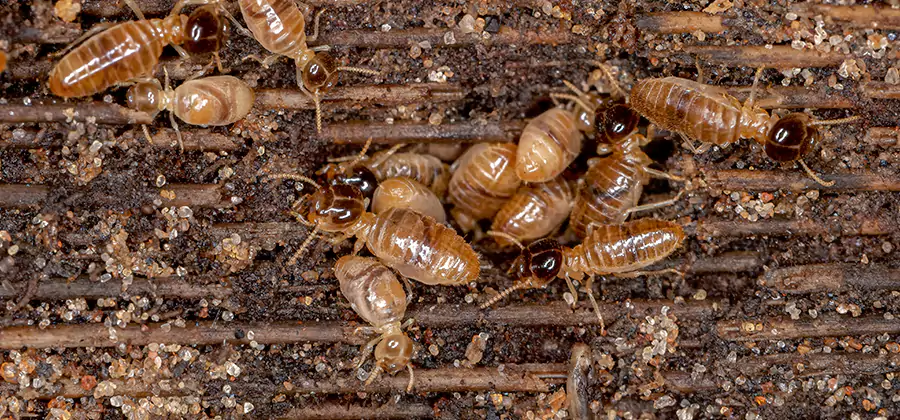Bora Care Residential Termite Control in Lyndhurst