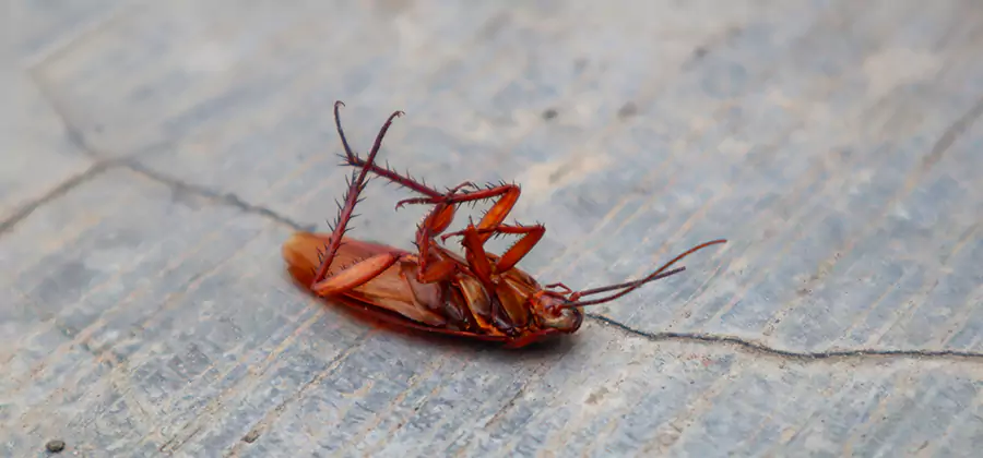 Cockroach Eradication for Commercial Properties in Lyndhurst