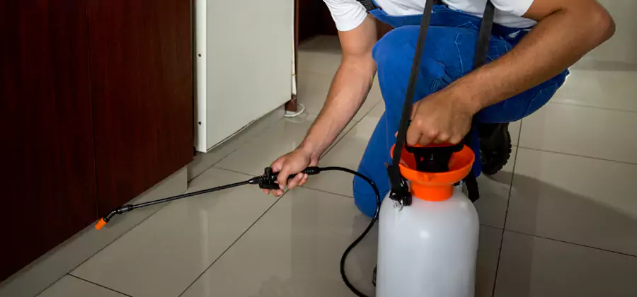 Palmetto Bug Exterminator in Lyndhurst