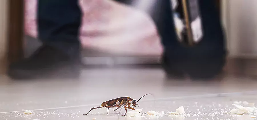 Roach House Treatment Lyndhurst