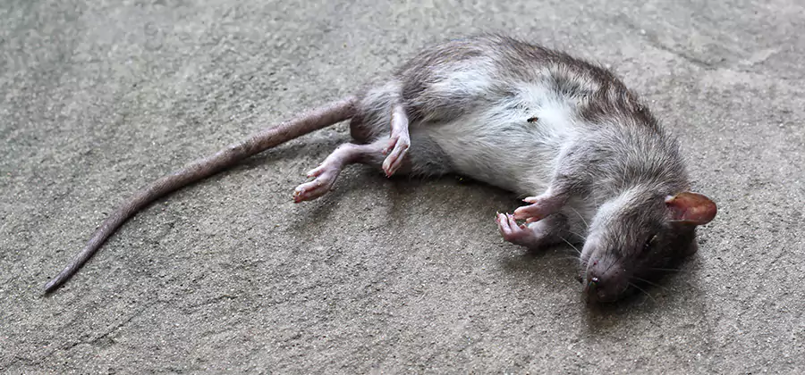 Dead Rat Disposal in Lyndhurst