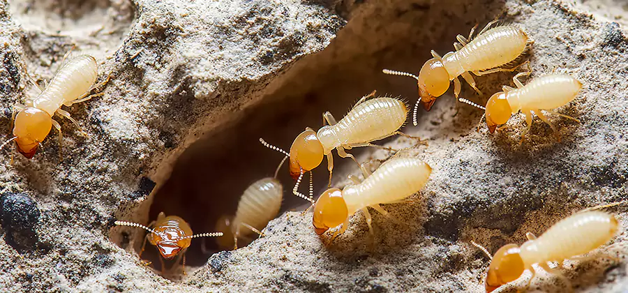 Termite Exterminator Services in Lyndhurst