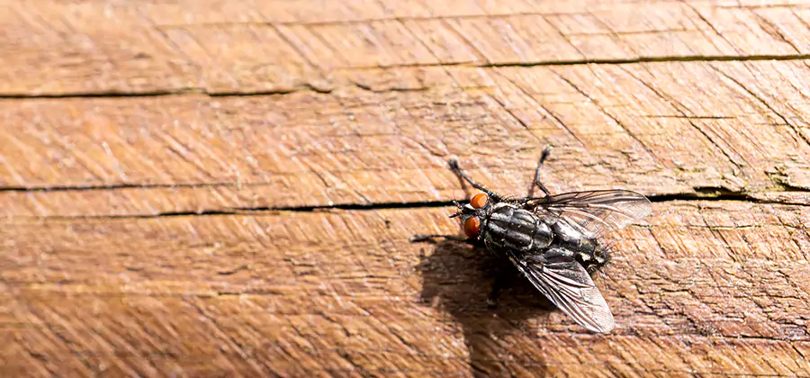 Flying Ant Barrier Treatment in Lyndhurst