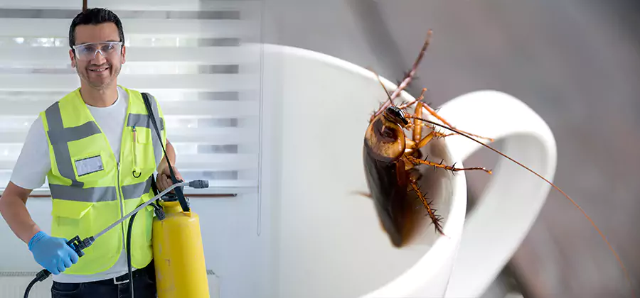 German Roach Infestation Treatment Lyndhurst