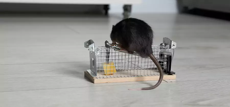 Mice in Attic Removal Lyndhurst