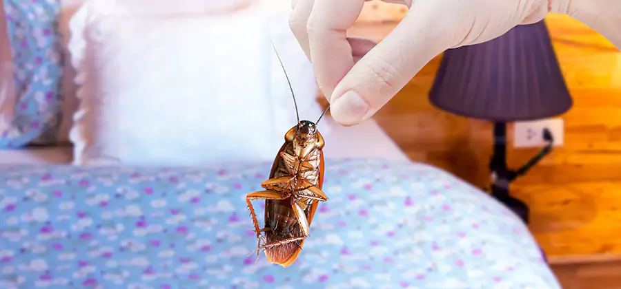 Fast Roach Elimination in Lyndhurst