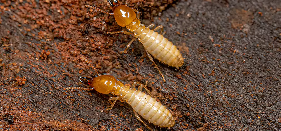 Structural Heat Termite Treatment in Lyndhurst