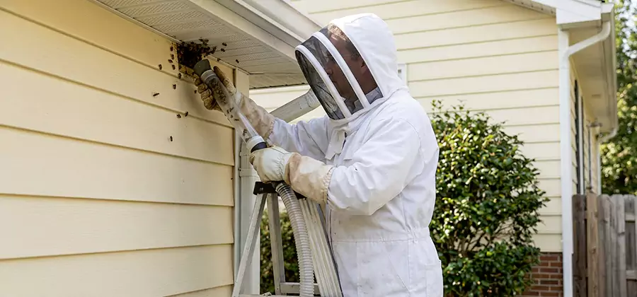 Wasp Nest in Wall Removal in Lyndhurst
