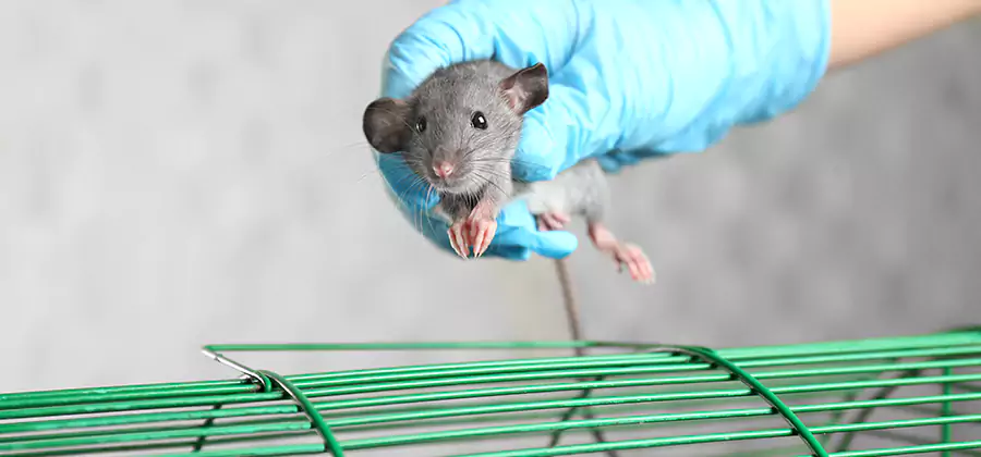 Humane Rat Trapping in Lyndhurst