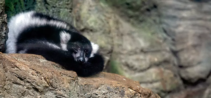 Humane Skunk Removal in Lyndhurst