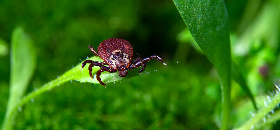 Tick Prevention for Yard in Lyndhurst