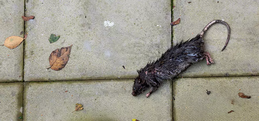 Mice in the Attic Removal in Lyndhurst