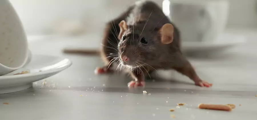 Rodent Feces Removal in Lyndhurst