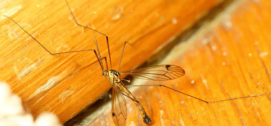 Exterior Mosquito Control in Lyndhurst