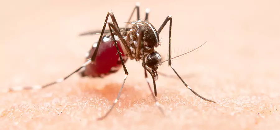 Indoor Mosquito Killer and Interior Control in Lyndhurst