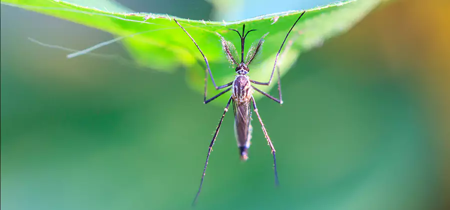 Home Defense Insect Killer in Lyndhurst