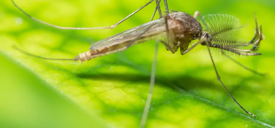 Herbal Mosquito Repellent Treatment in Lyndhurst