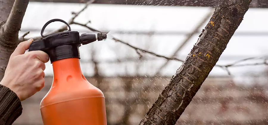 Orange Oil Structural Cavity Treatment in Lyndhurst