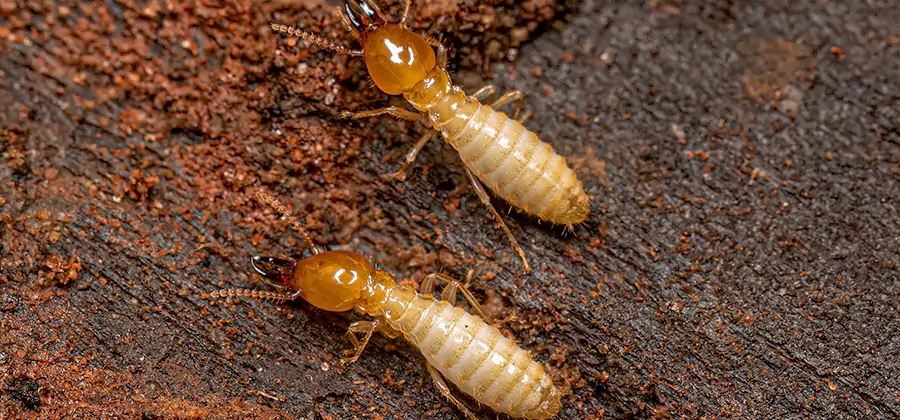 Natural Ant Hill Killer Treatment in Lyndhurst