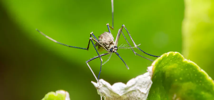 Natural Outdoor Mosquito Repellent in Lyndhurst